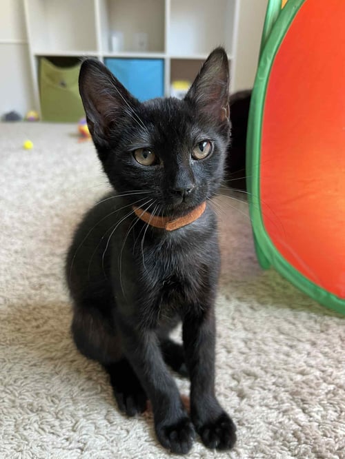 GARY - Tabby / Domestic Short Hair available for adoption