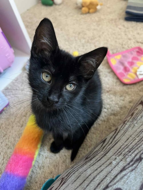 JOHNNY - Tabby / Domestic Short Hair available for adoption