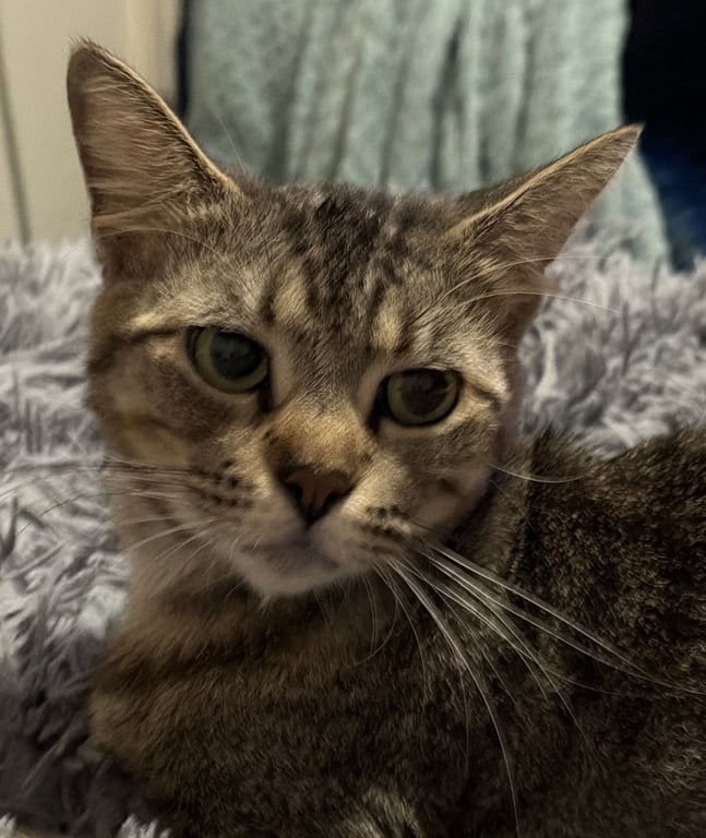 Minka Image