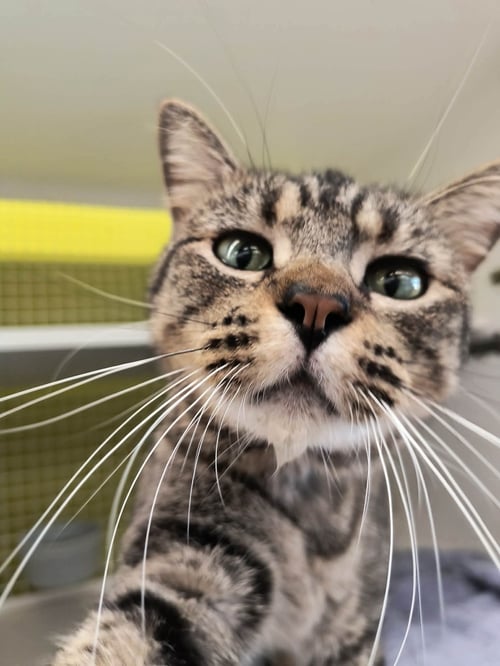 MINKA - Tabby / Domestic Short Hair available for adoption