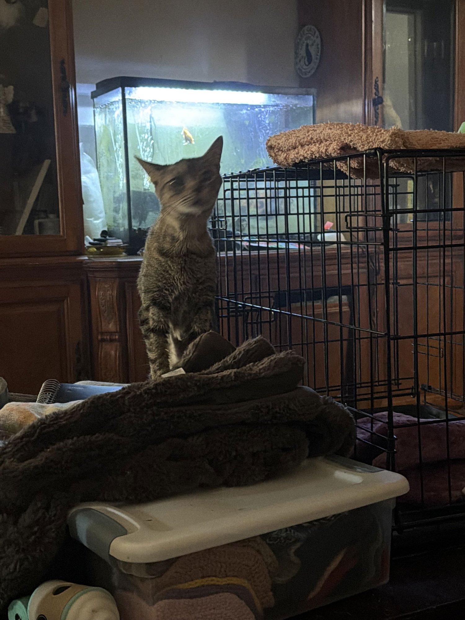 MINKA - Tabby / Domestic Short Hair available for adoption
