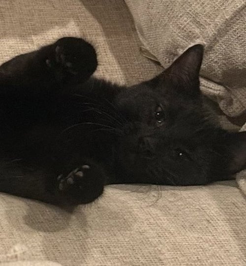 POPPY - Tabby / Domestic Medium Hair available for adoption