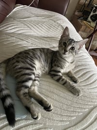 Zuri - Photo 1