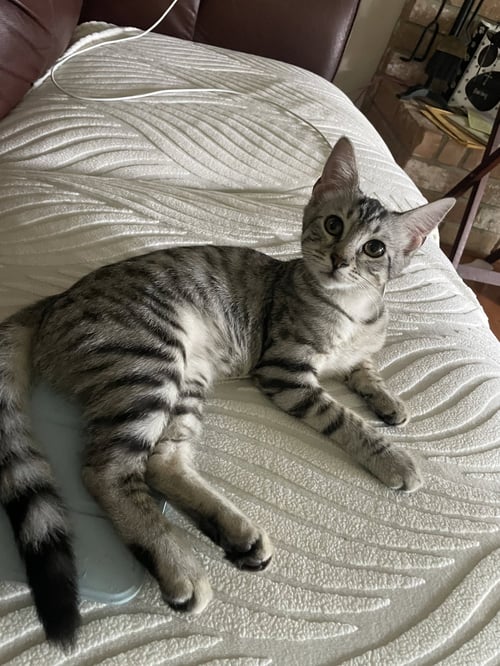 ZURI - Tabby / Domestic Short Hair available for adoption