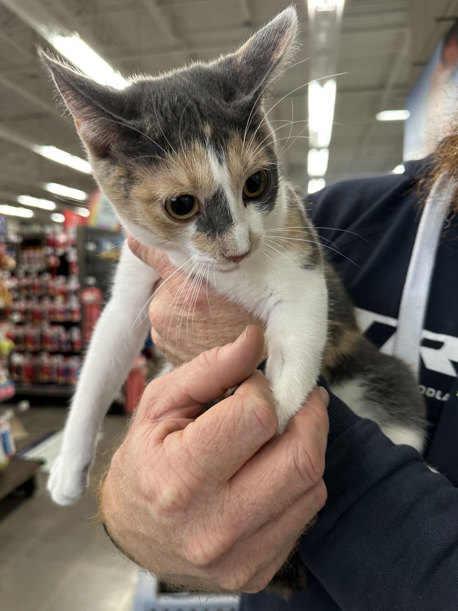 CRANBERRY - Dilute Calico / Domestic Medium Hair available for adoption