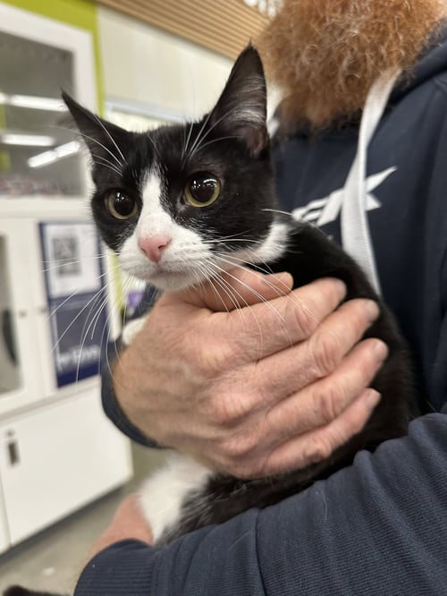 MINNIE - Tuxedo / Domestic Short Hair available for adoption