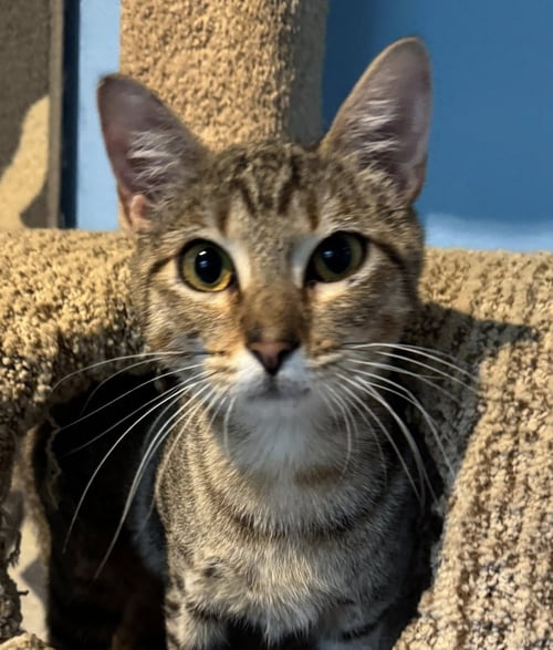 SAMMIE - Tabby / Domestic Medium Hair available for adoption