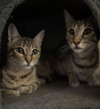 Sammie - Photo 4