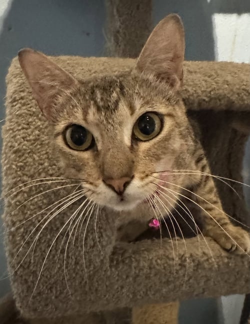 SAMMIE - Tabby / Domestic Medium Hair available for adoption