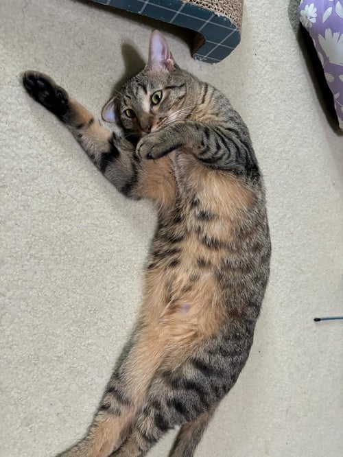 CANNON - Tabby / Domestic Short Hair available for adoption