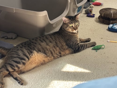 CANNON - Tabby / Domestic Short Hair available for adoption