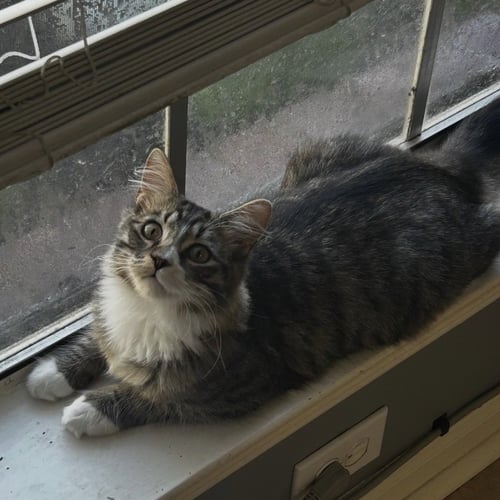 LUKE - Tabby / Domestic Long Hair available for adoption