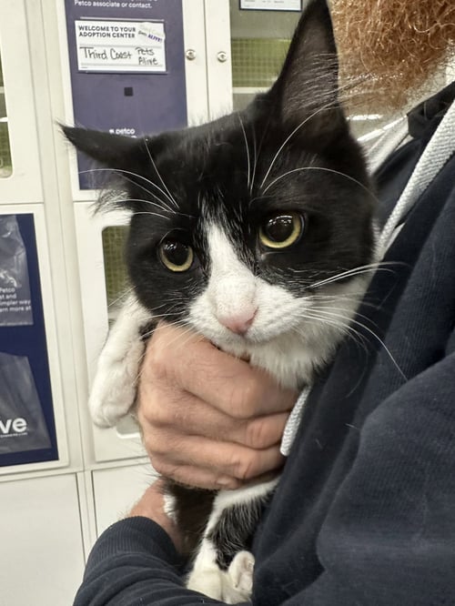 DAISY - Tuxedo / Domestic Long Hair available for adoption