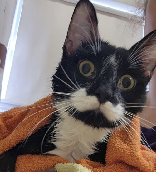 CHANDLER - Tuxedo / Domestic Medium Hair available for adoption