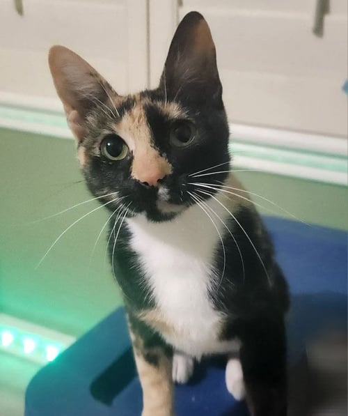 GRETCHEN - Tortoiseshell / Domestic Short Hair available for adoption