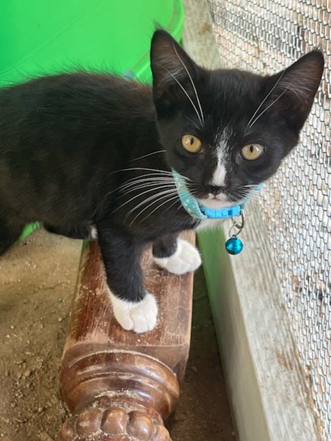 FELIX - Tuxedo / Domestic Short Hair available for adoption