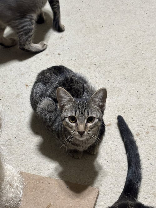 OCTAVIA - Tabby / Domestic Short Hair available for adoption