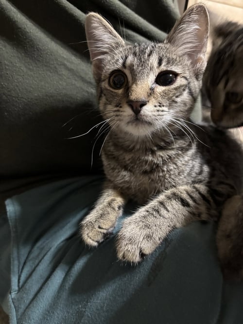 OCTAVIA - Tabby / Domestic Short Hair available for adoption