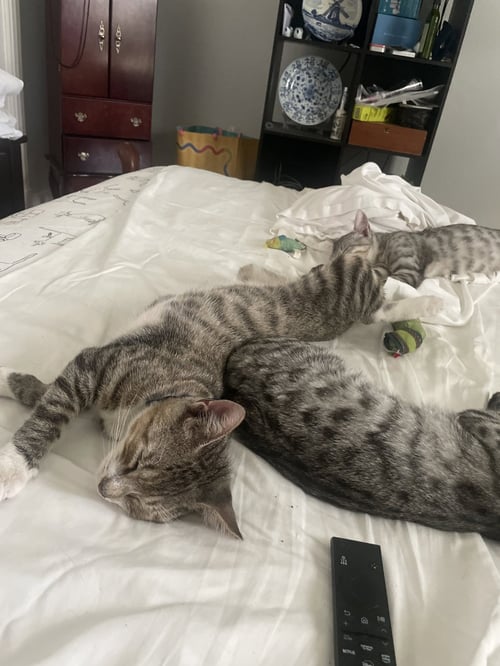 ZOE - Tabby / Domestic Short Hair available for adoption