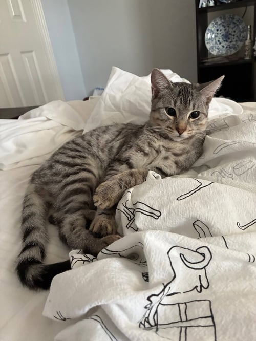 ZOE - Tabby / Domestic Short Hair available for adoption