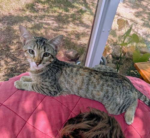 INDICA - Tabby / Domestic Short Hair available for adoption