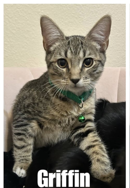 GRIFFIN - Tabby / Domestic Short Hair available for adoption