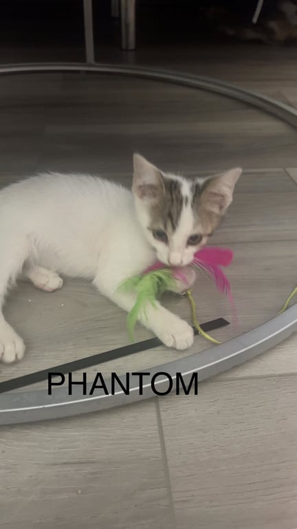 Phantom Image