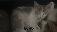 Echo - Photo 1