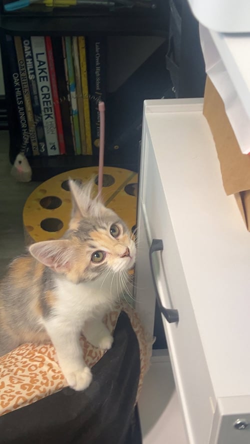ECHO - Dilute Calico / Domestic Medium Hair available for adoption