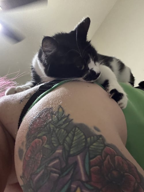 MAGPIE - Tuxedo / Domestic Short Hair available for adoption