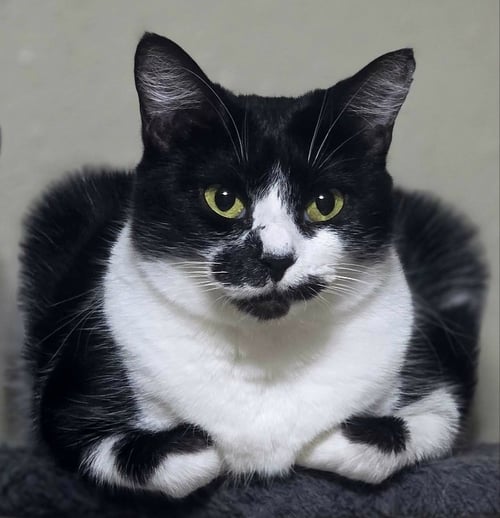 MAGPIE - Tuxedo / Domestic Short Hair available for adoption