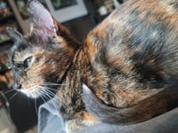 Pepper - Photo 1