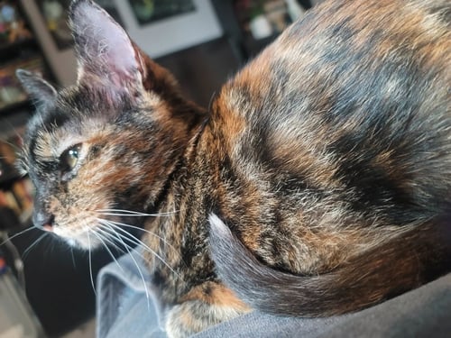 PEPPER - Tortoiseshell / Domestic Medium Hair available for adoption