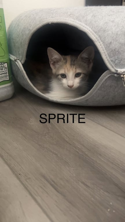 Sprite Image