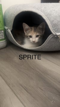 Sprite - Photo 1