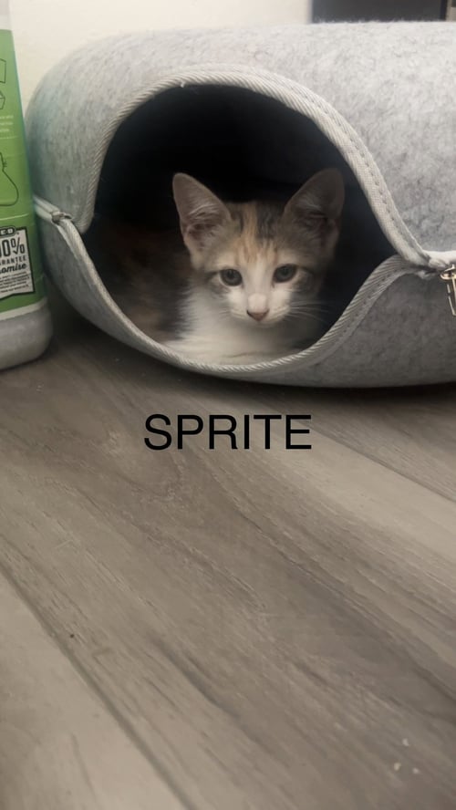 SPRITE - Dilute Calico / Domestic Medium Hair available for adoption