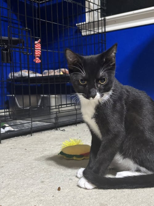 COLT - Tuxedo / Domestic Medium Hair available for adoption
