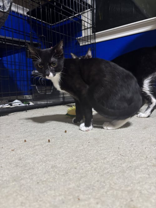 COLT - Tuxedo / Domestic Medium Hair available for adoption