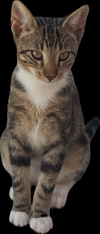 Boots Image