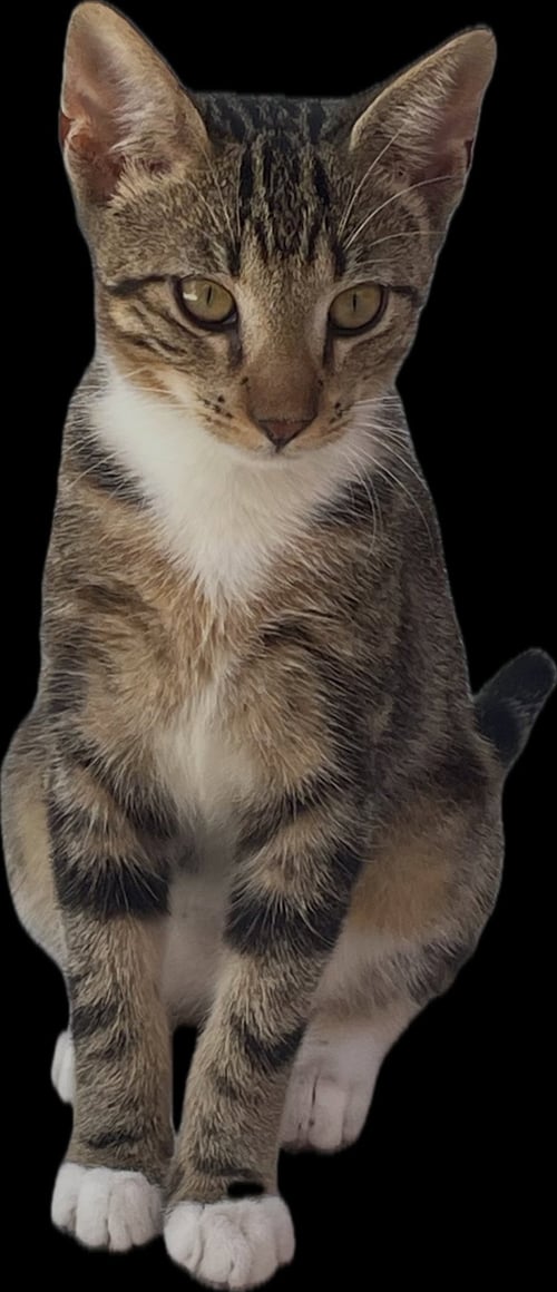 BOOTS - Tabby / Domestic Short Hair available for adoption