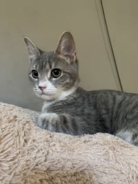 Nova - Photo 2