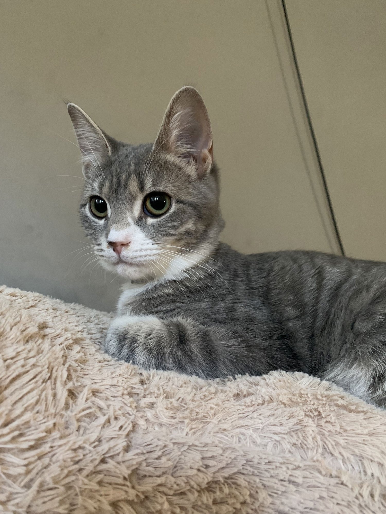 NOVA - Tabby / Domestic Short Hair available for adoption