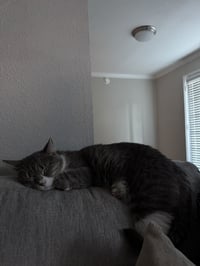 Nova - Photo 4