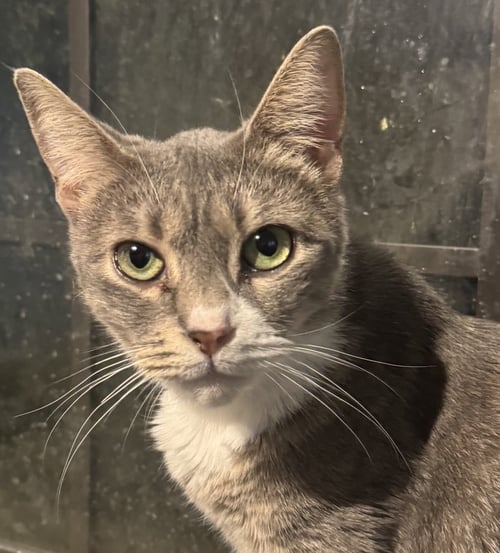 NOVA - Tabby / Domestic Short Hair available for adoption