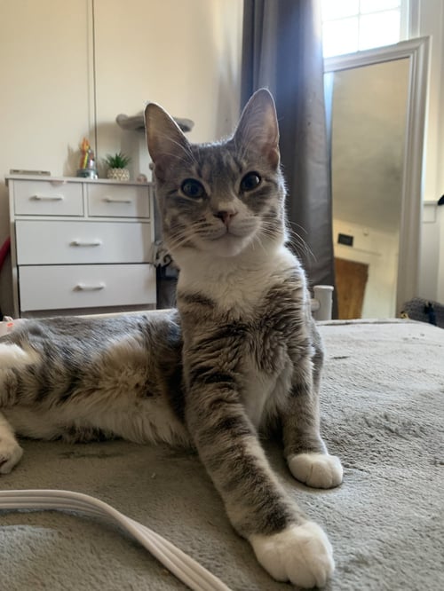 NOVA - Tabby / Domestic Short Hair available for adoption