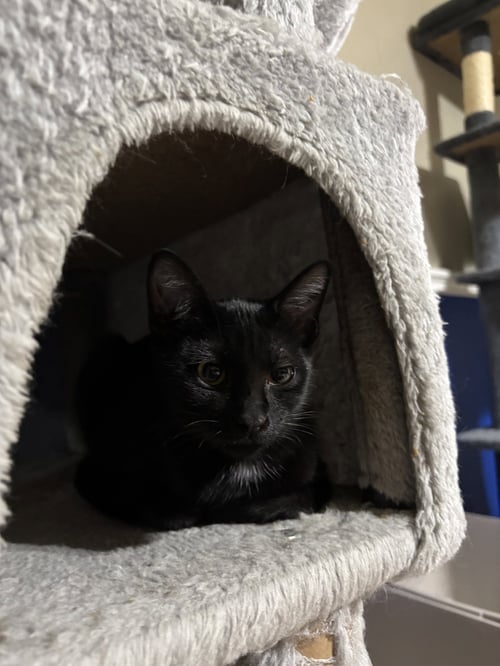 MELANIE - Tabby / Domestic Short Hair available for adoption