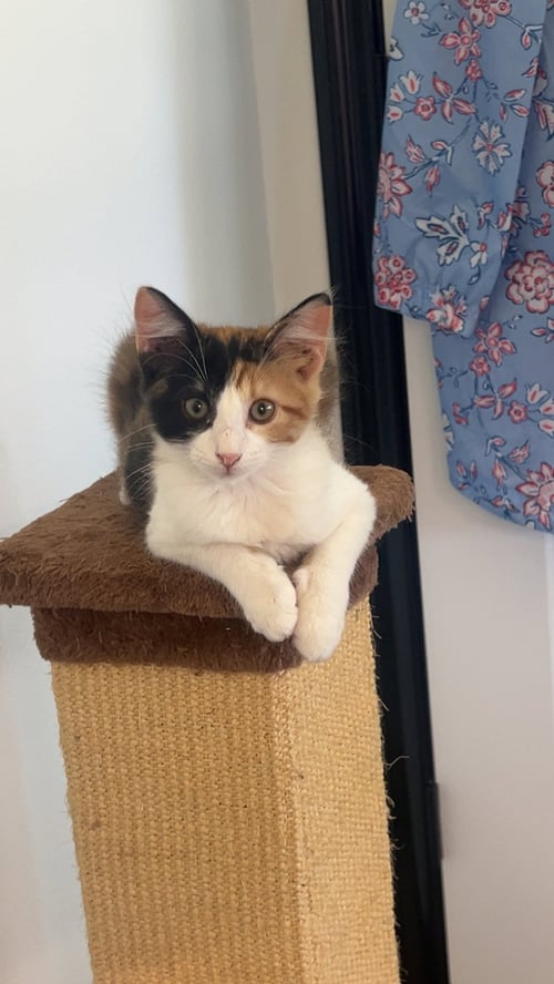 PIXIE - Calico / Domestic Long Hair available for adoption