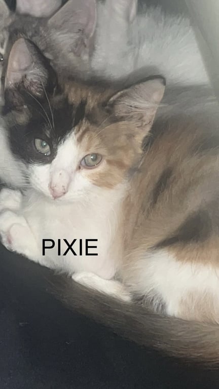 Pixie Image