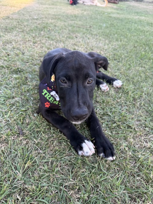 THUNDER - Labrador Retriever / Husky available for adoption