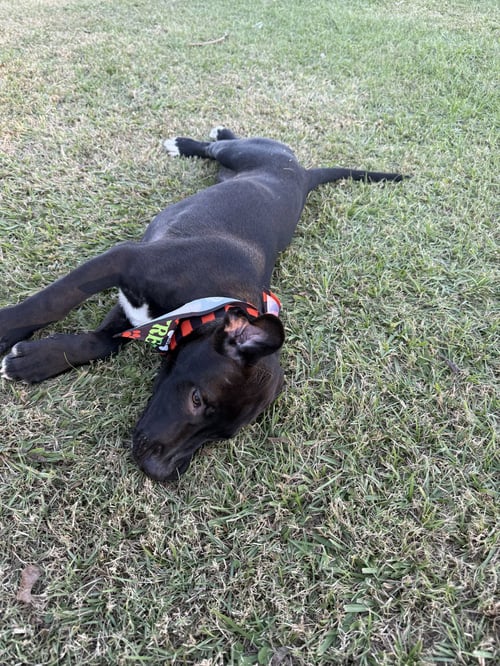 THUNDER - Labrador Retriever / Husky available for adoption